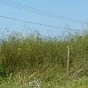 2 Clearing the Field (2)